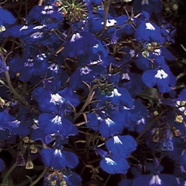 Lobelia - Regatta: Sapphire