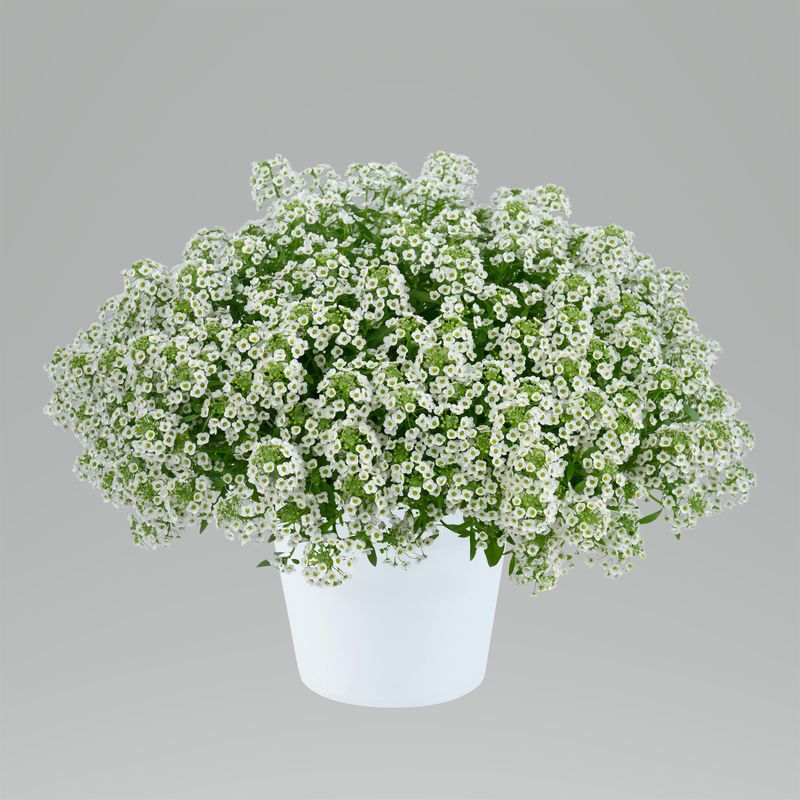 Alyssum: Wonderland White