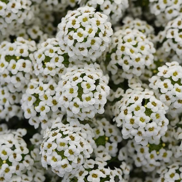 Lobularia: Wonderland White