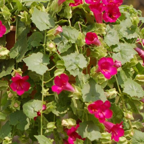 Lophospermum - Lofos: Compact Rose