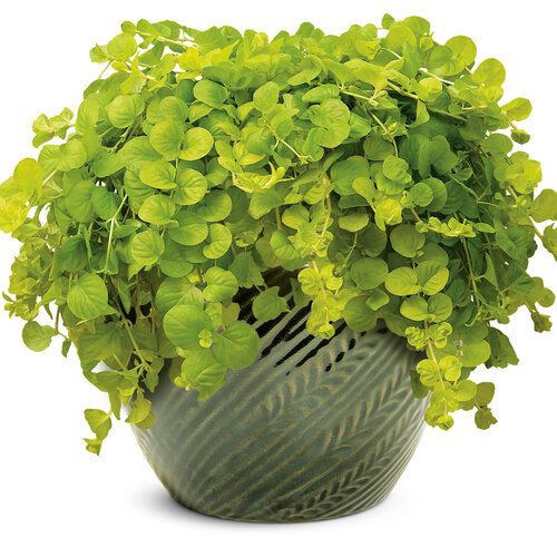 Lysimachia: Goldilocks (Creeping Jenny)