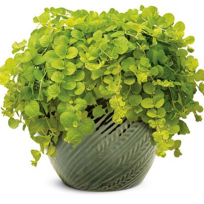 Lysimachia: Goldilocks (Creeping Jenny)