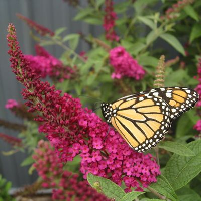 Attracts Butterflies, Hummingbirds &amp; Bees