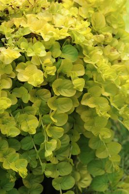 Lysimachia: Goldilocks (Creeping Jenny)