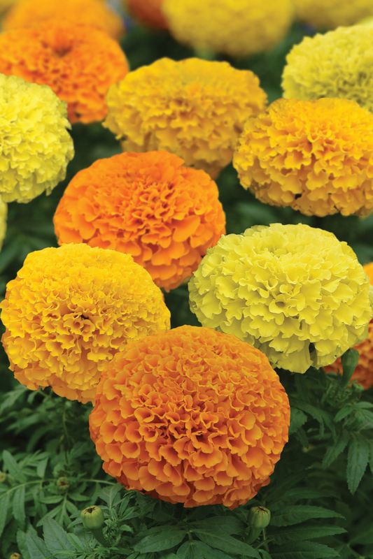 Marigold: Crackerjack Mix