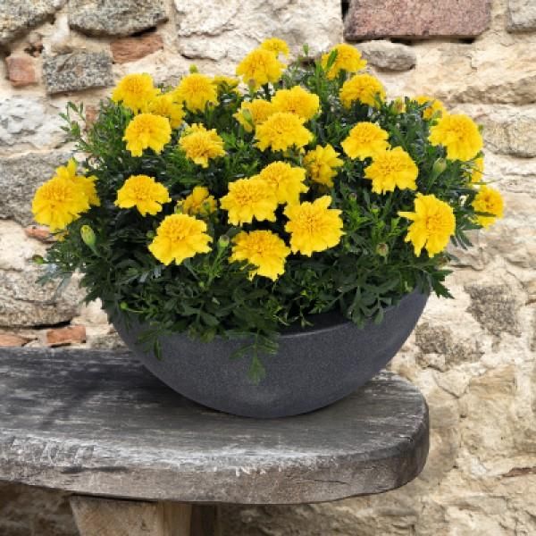 Marigold - Super Hero: Yellow