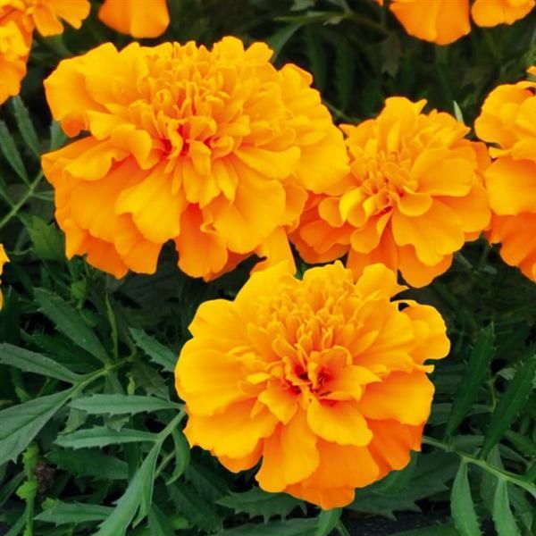 Marigold - Super Hero: Orange