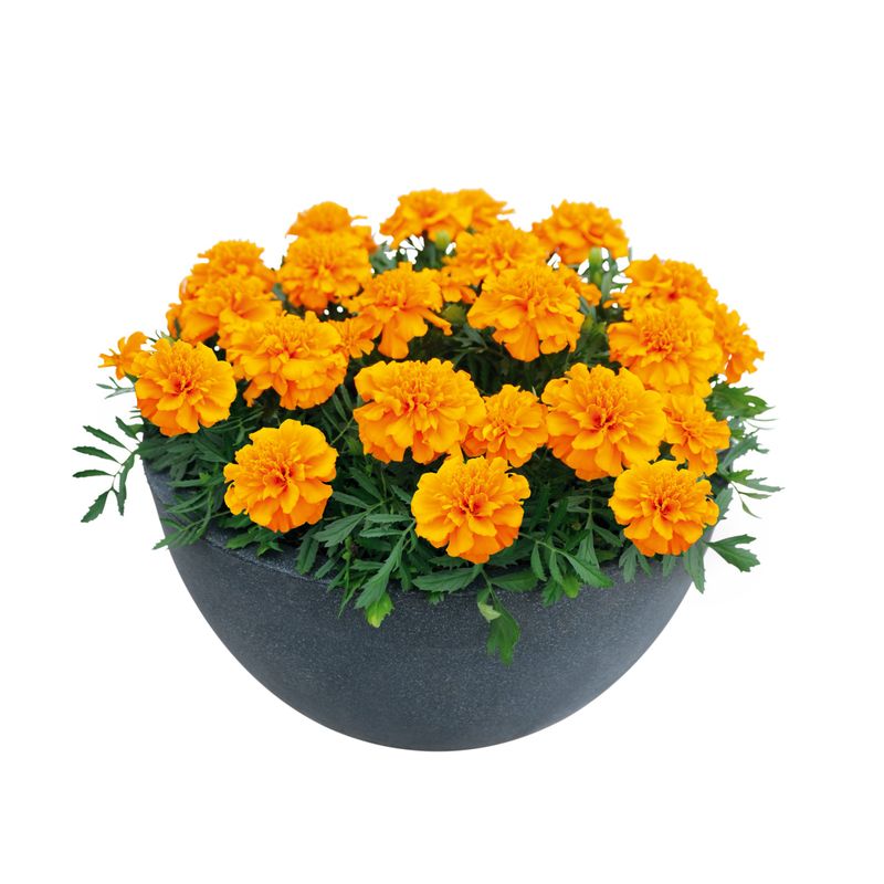 Marigold - Super Hero: Orange
