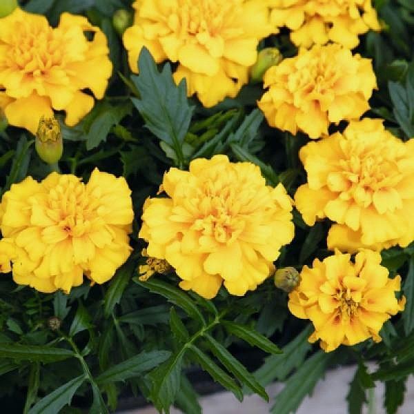 Marigold - Super Hero: Gold