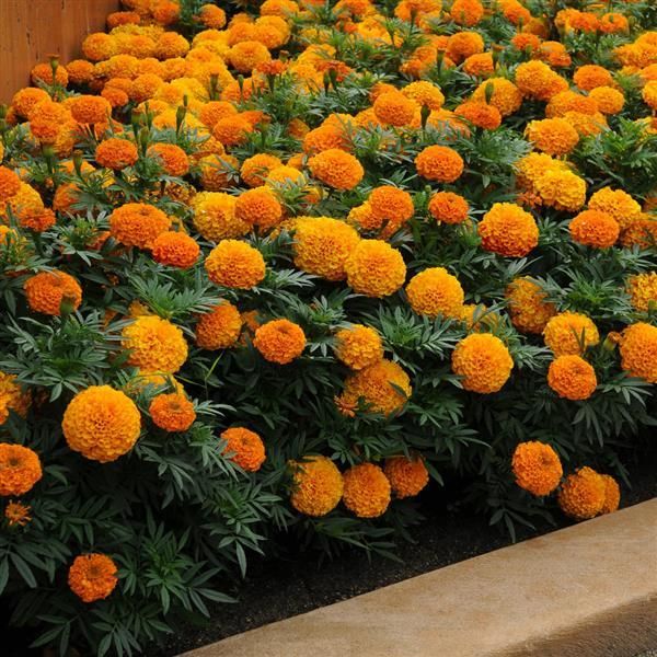 Marigold - Taishan: Orange (African)