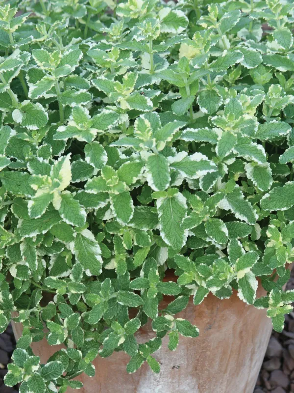 Mint: Pineapple