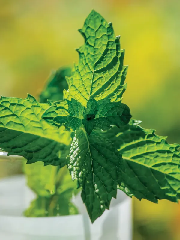 Mint: Mojito