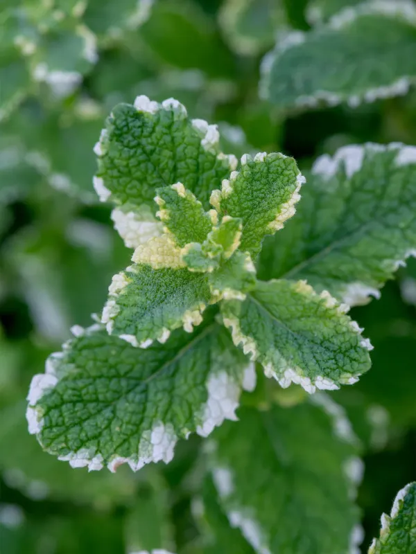 Mint: Pineapple