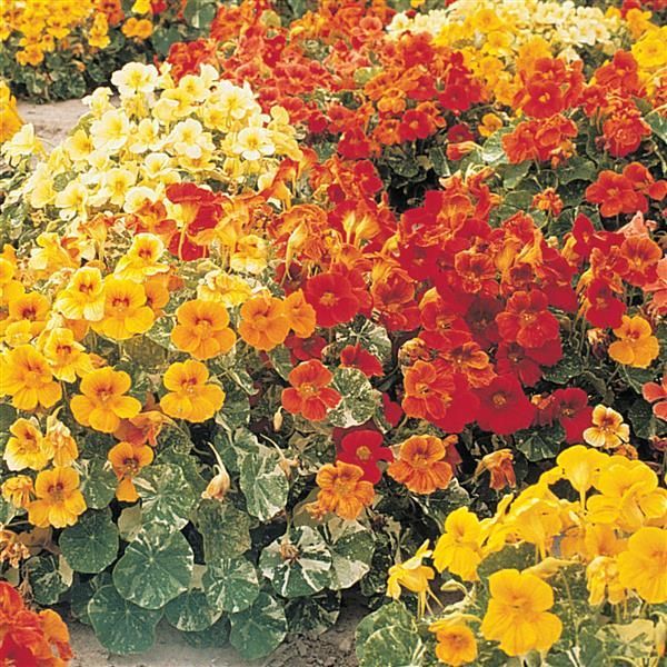 Nasturtium: Alaska Mix
