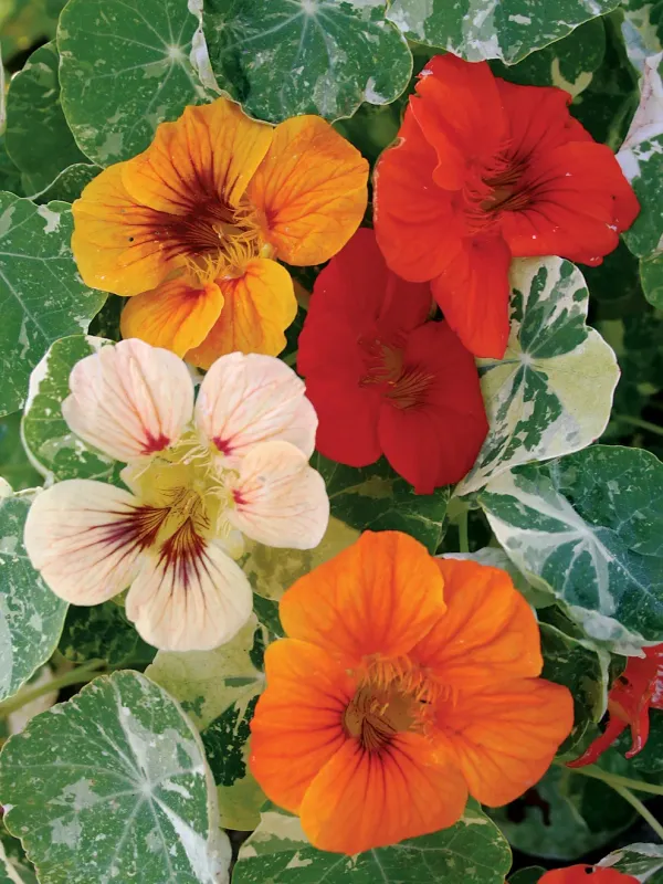 Nasturtium: Alaska Mix