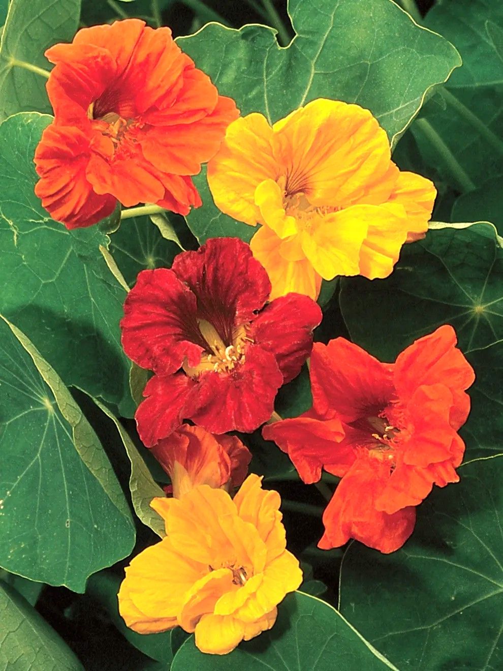 Nasturtium: Jewel Mix