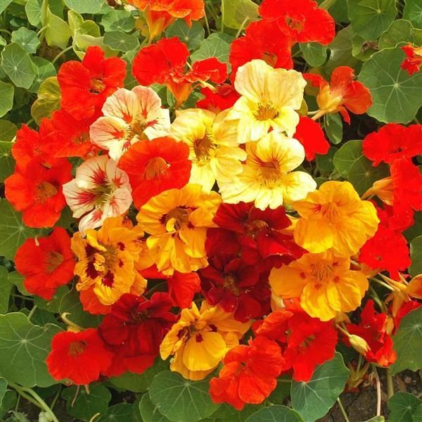 Nasturtium: Jewel Mix