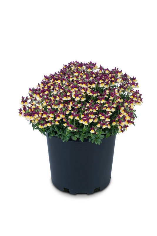 Nemesia - Escential: Raspberry Lemonade