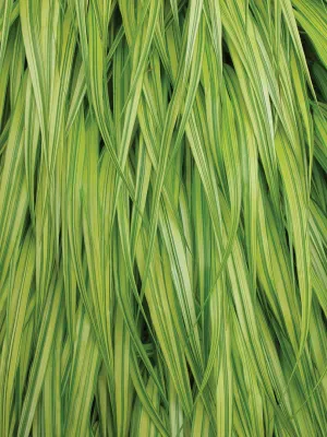 Hakonechloa: Variegated
