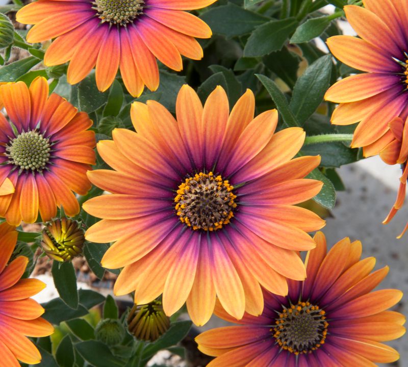 Osteospermum - Zion: Purple Sun