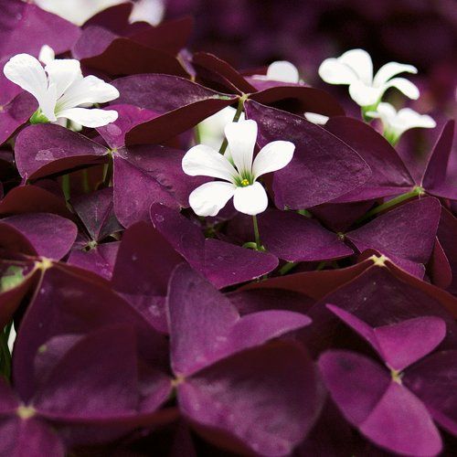 Oxalis: Charmed Wine