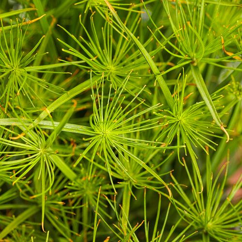 Papyrus: Cleopatra (Dwarf)