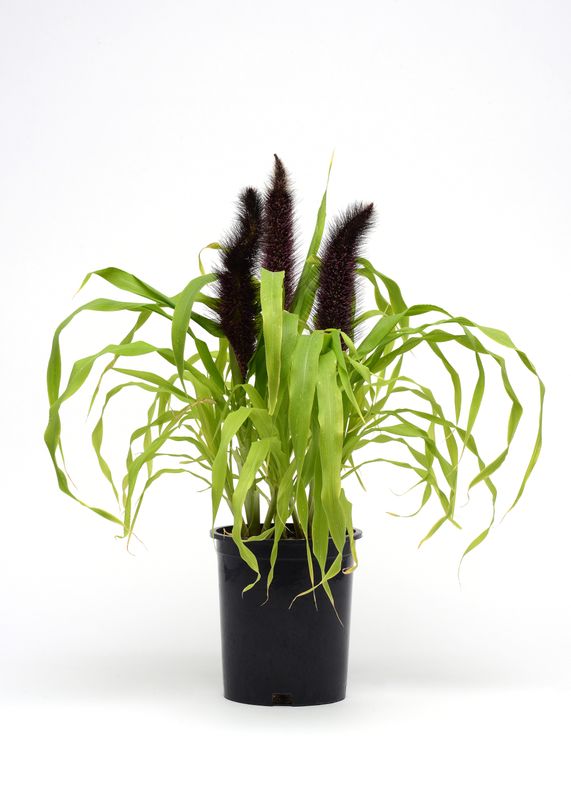 Pennisetum: Jade Princess (Ornamental Millet)