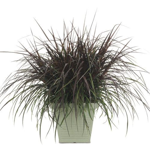 Pennisetum: First Knight (Giant)