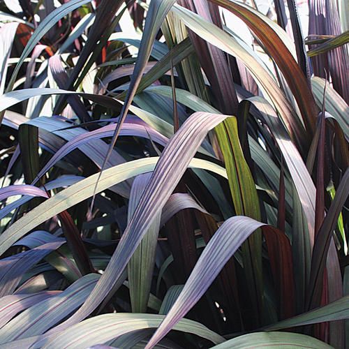 Pennisetum: First Knight (Giant)