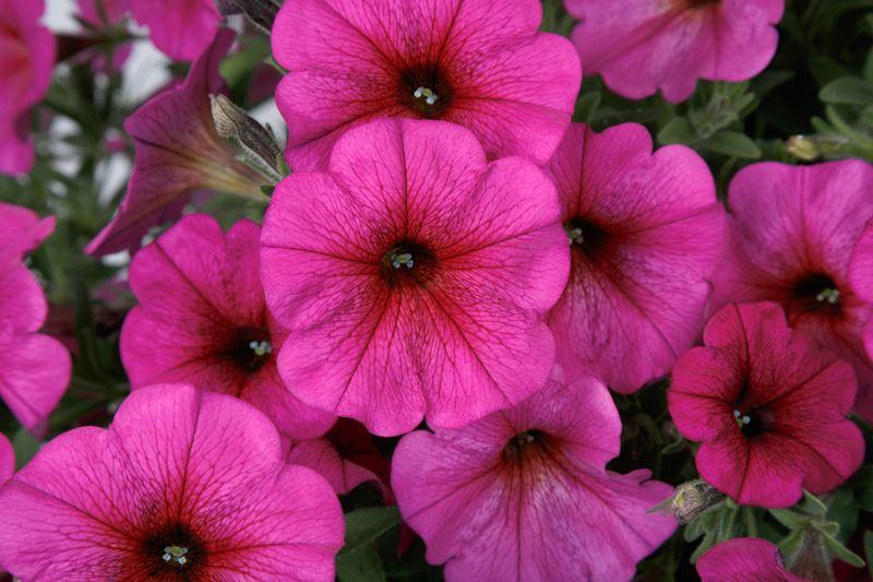 Petchoa - SuperCal: Premium Purple Dawn