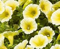 Petunia - Blanket: Yellow