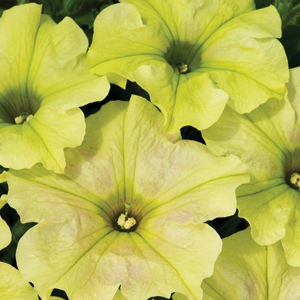 Petunia - Crazytunia: Bitter Lemon