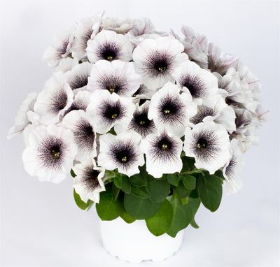 Petunia - Crazytunia: Black and White