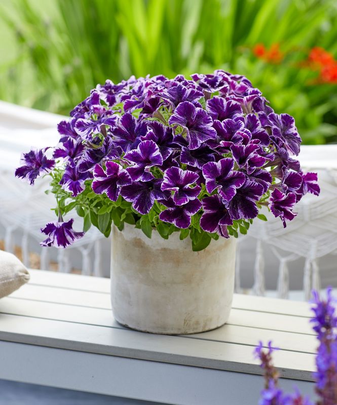 Petunia - Crazytunia: Cosmic Violet