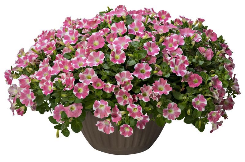Petunia - Surfinia: Heartbeat Improved
