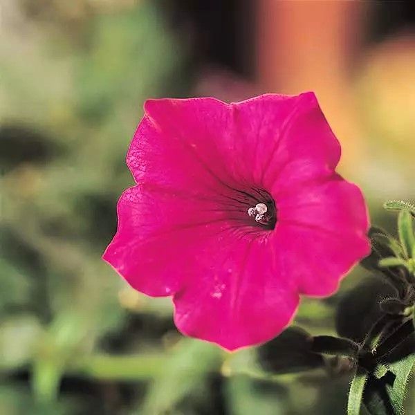 Petunia - Tidal Wave: Cherry