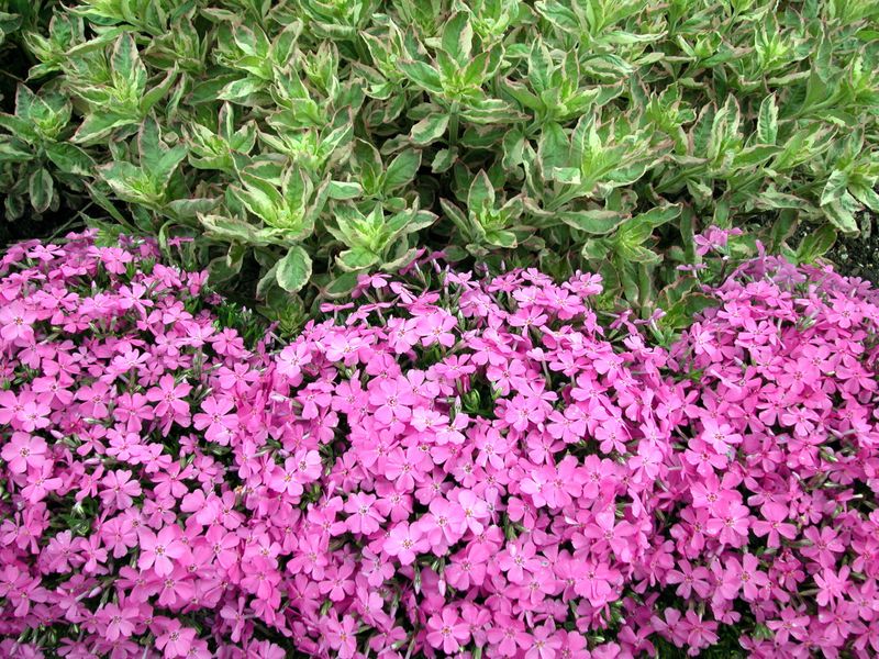 Phlox: Emerald Pink (Creeping Phlox)