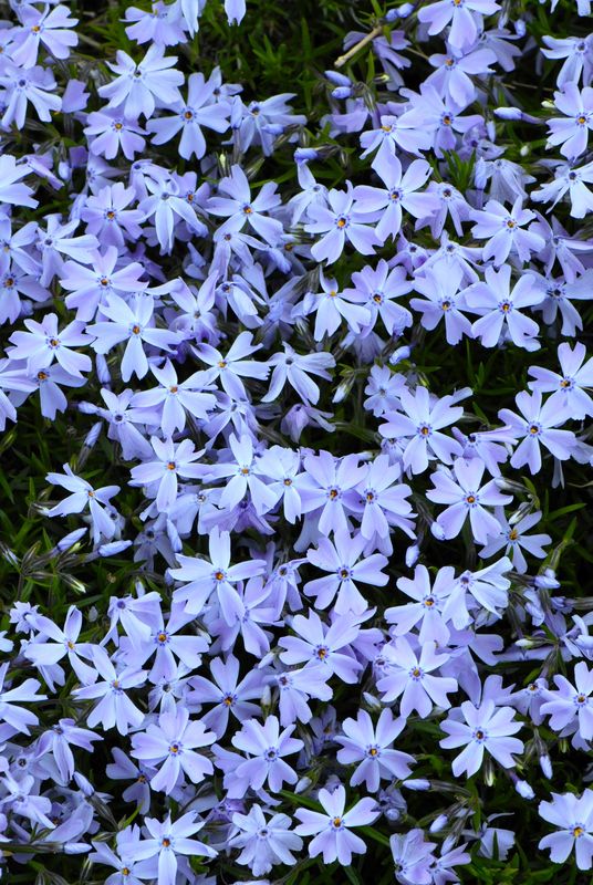 Phlox: Emerald Blue (Creeping Phlox)