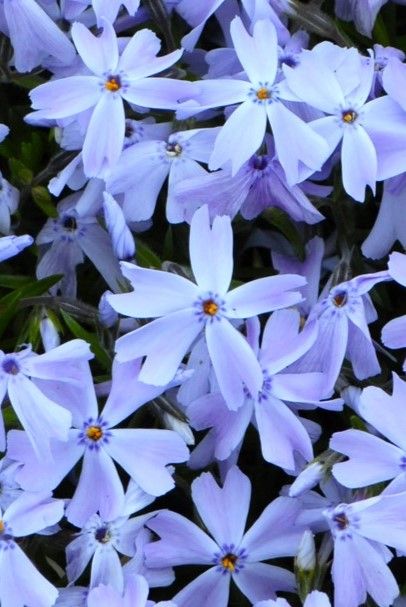 Phlox: Emerald Blue (Creeping Phlox)