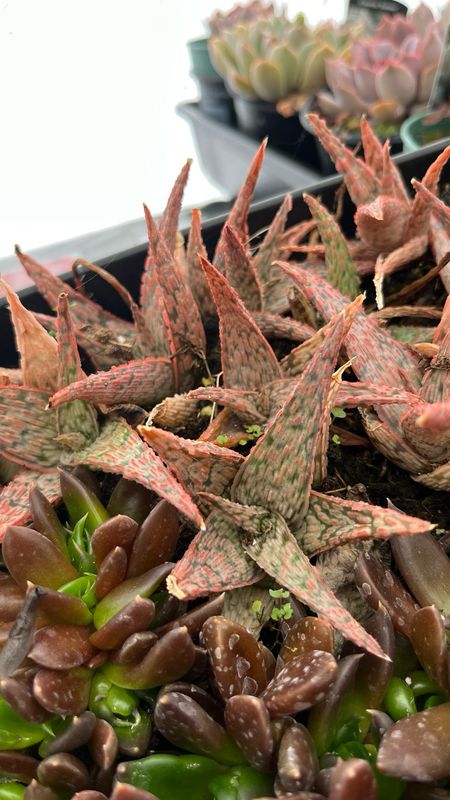 Aloe: Pink Blush