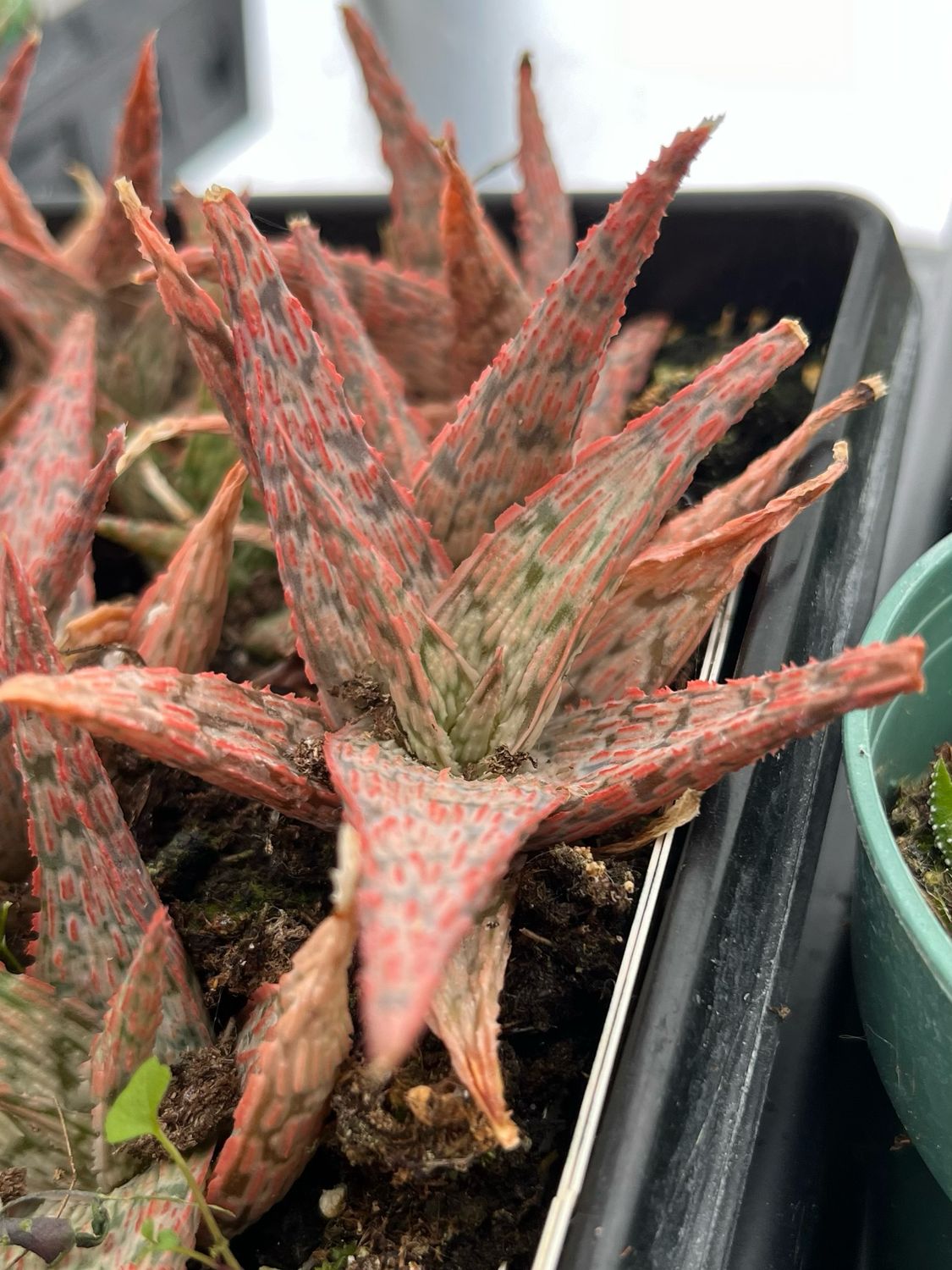 Aloe: Pink Blush