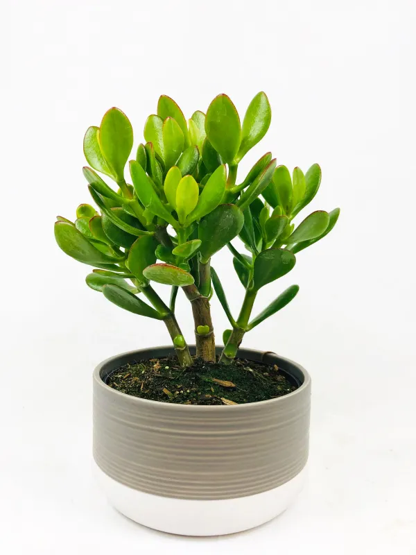 Crassula: Ovata (Jade Plant)