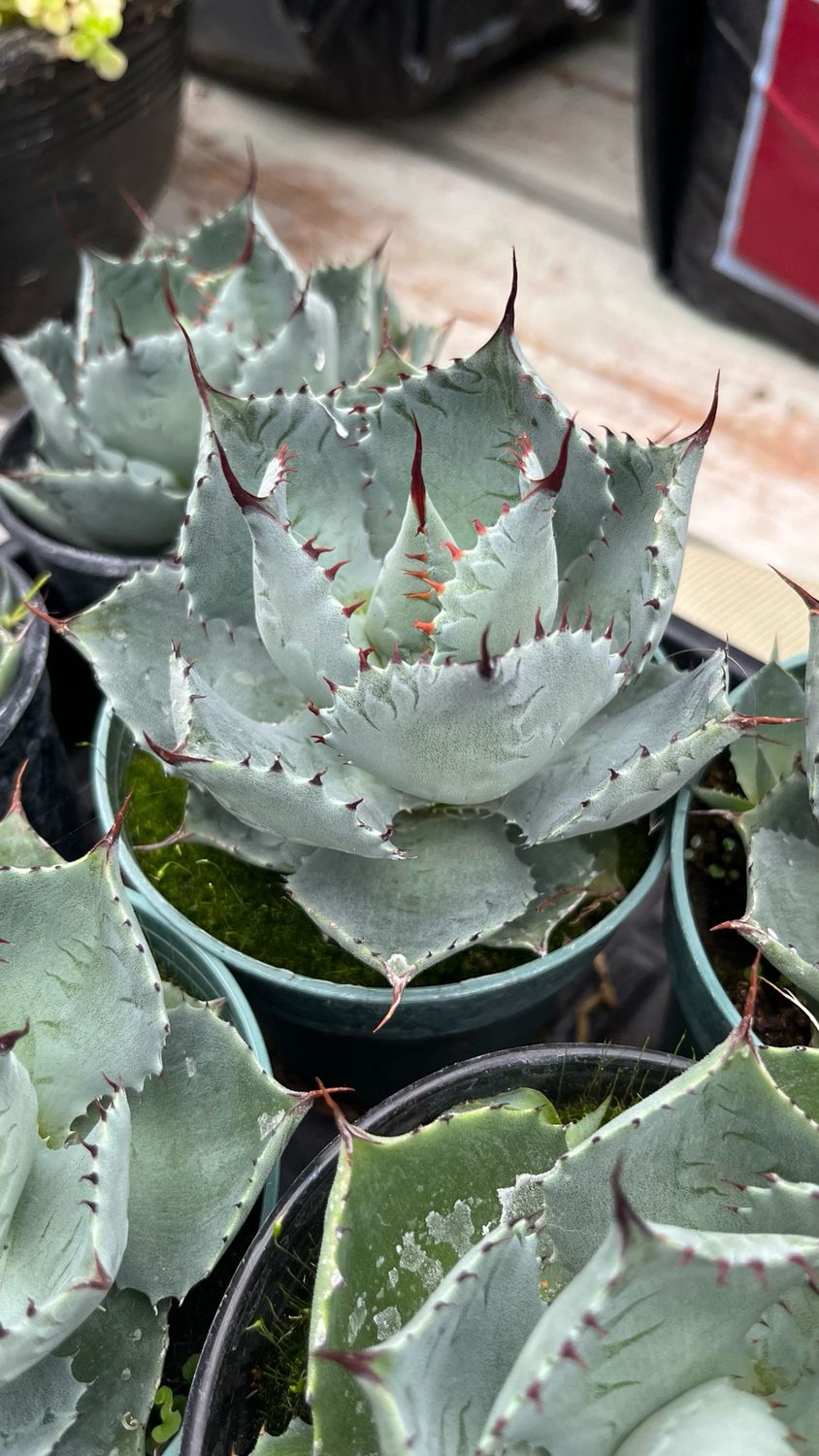 Agave: Potatorum (Compact)