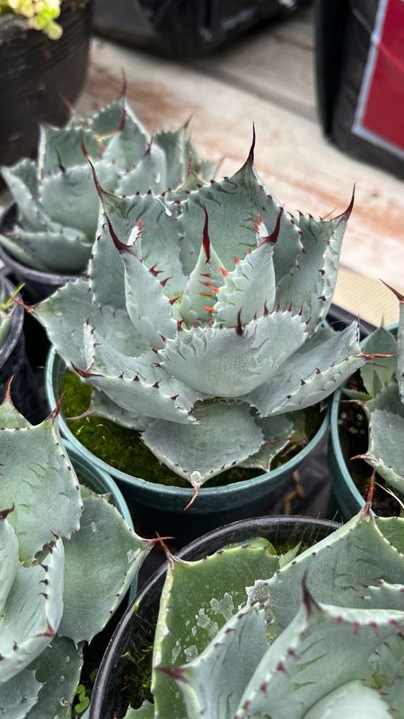 Agave: Potatorum (Compact)
