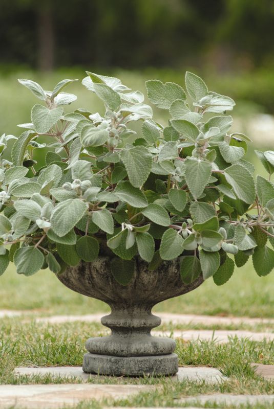 Plectranthus: Silver Shield