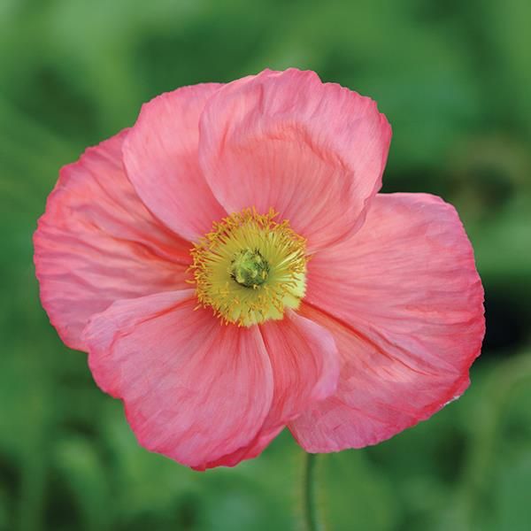 Poppy: Champagne Bubbles Mix