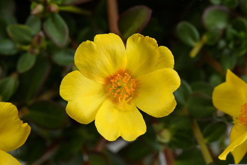 Portulaca - Mega Pazzaz: Gold