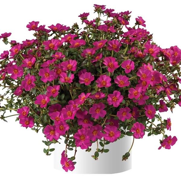 Portulaca - Mega Pazzaz: Purple