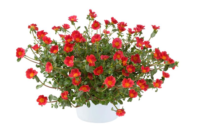 Portulaca - Mega Pazzaz: Red