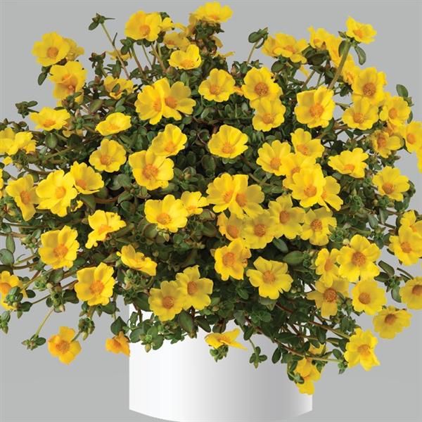 Portulaca - Mega Pazzaz: Gold